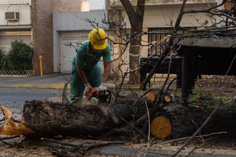 Durante el fin de semana se realizarán operativos de extracción de árboles secos