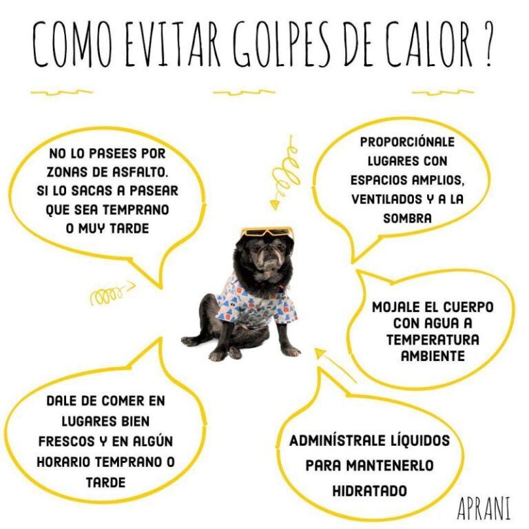 Información importante: los 6 cuidados de la mascota que hay que tener en cuenta en verano
