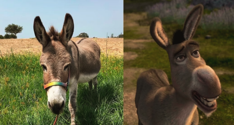 El burro de Shrek fue creado sobre uno real, Perry, quien murió a los 30 años