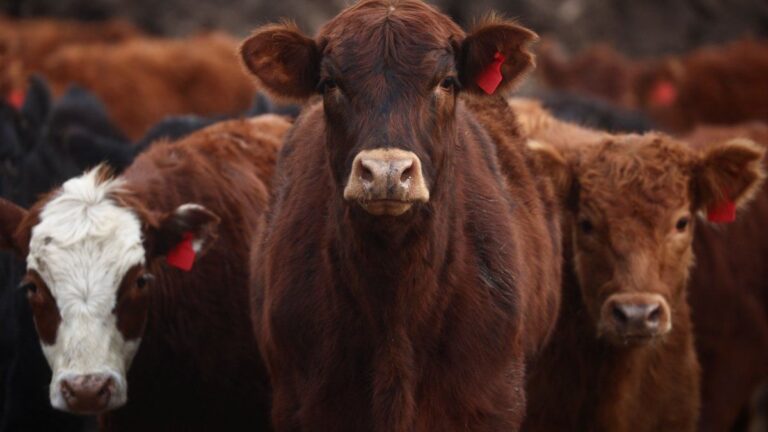 Argentina refuerza controles ante foco de fiebre aftosa en Alemania