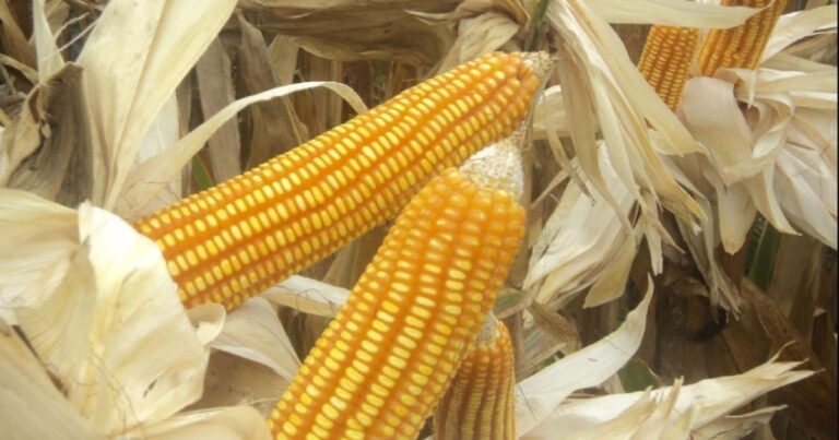 Este superalimento peruano puede mejorar tu digestión y controlar tus niveles de colesterol