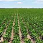 309464-problemas-estructurales-cuales-son-los-obstaculos-que-frenan-el-sector-agricola
