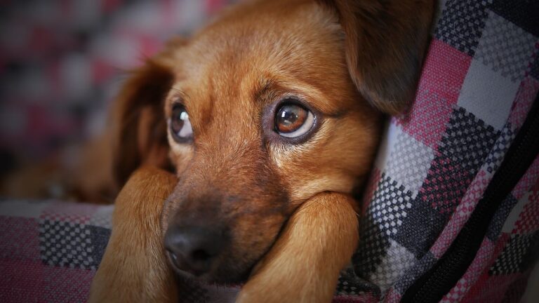 Por qué tu perro te sigue a todos lados, según la psicología canina