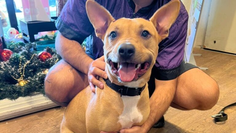 India fue abandonada en un pet shop de Rosario y una campaña en redes le cambió la vida