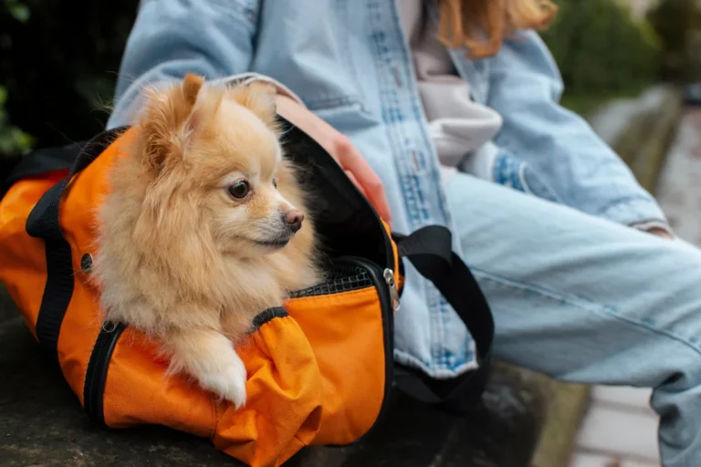 Habilitan el traslado de mascotas en micros y trenes