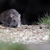 Ibarlucea: confirmaron la muerte de una mujer de 40 años por hantavirus
