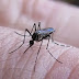 Dengue: confirmaron la presencia del vector en 35 barrios de la ciudad