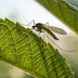 En 25 barrios de la ciudad detectan el vector del dengue