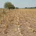 Santa Fe: Prorrogan la emergencia agropecuaria por sequía