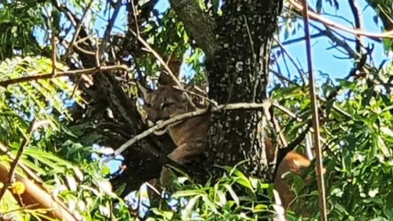 Un puma apareció en las calles y se trepó a un árbol