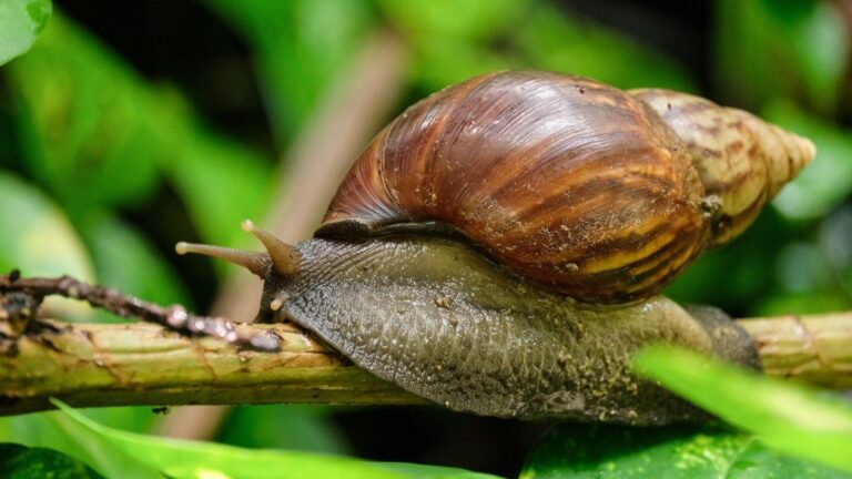 Caracol gigante africano sobre una superficie de tierra