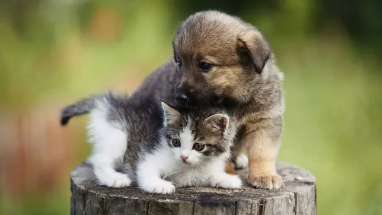 Ilustración de un perro y un gato junto a la fecha 29 de abril, en alusión al Día del Animal en Argentina