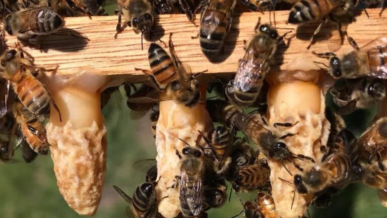 Vivienda en zona de Funes-Roldán donde una familia enfrenta problemas por una colmena de abejas.