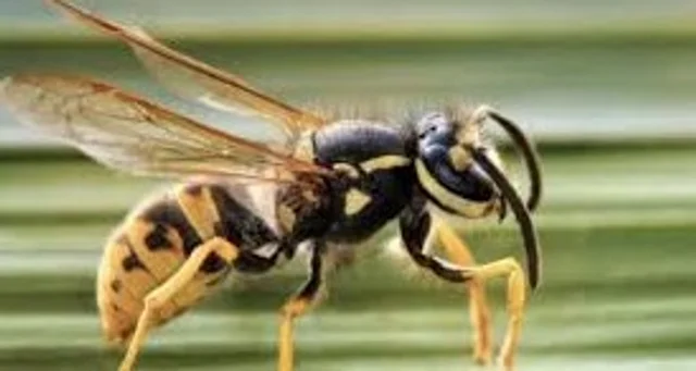 Avispa chaqueta amarilla sobre una rama