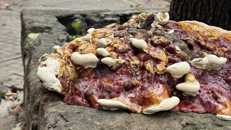 Hongos de gran tamaño creciendo en la base de un árbol en una vereda de Rosario