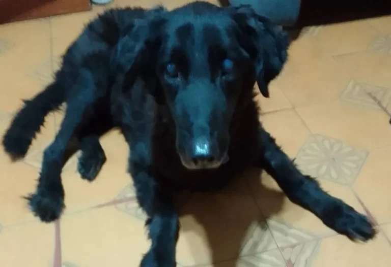 Perro Negro siendo atendido por veterinarios en el Hospital Animal Municipal de Rosario