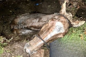 Caballo colorado con cara blanca rescatado de un pozo ciego en San Genaro