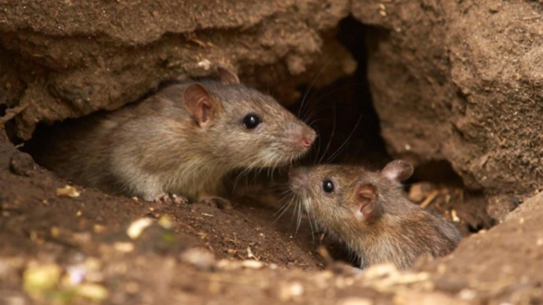 Investigadores del Conicet en laboratorio analizando muestras de spray nasal contra hantavirus