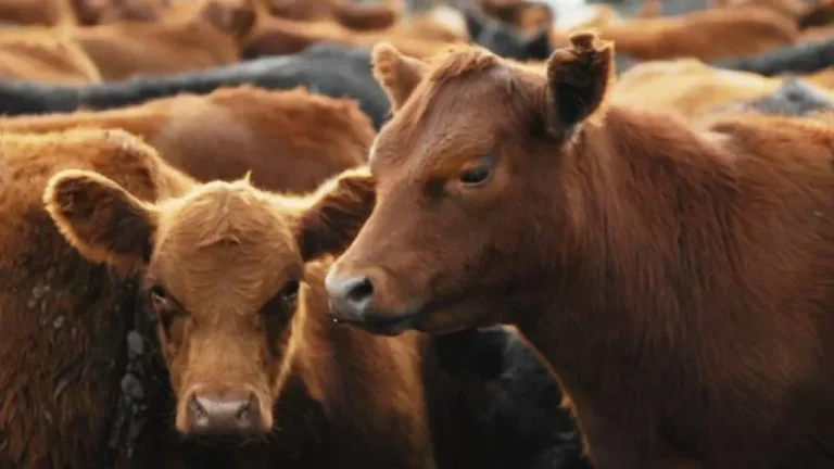 Gráfico de faena vacuna y consumo de carne en Argentina marzo 2026
